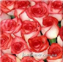 rose Blush